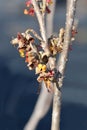 Witch Hazel Diane Royalty Free Stock Photo